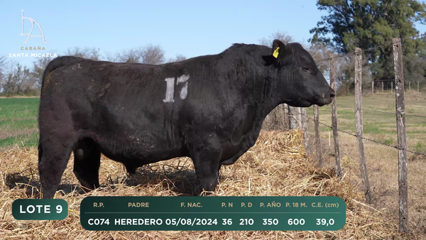 Lote TOROS PC a CAMPO con DEPs