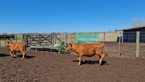 Lote 60 Terneros/as en Buenos Aires, Chivilcoy