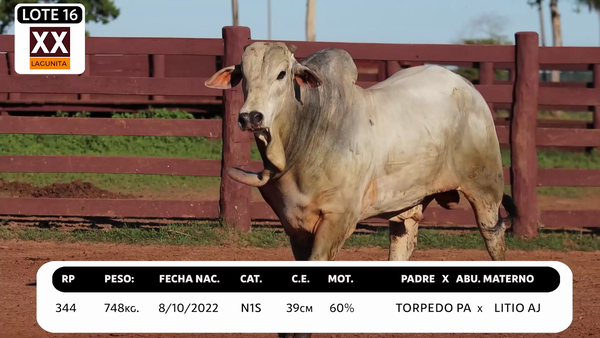 Lote LOTE 16