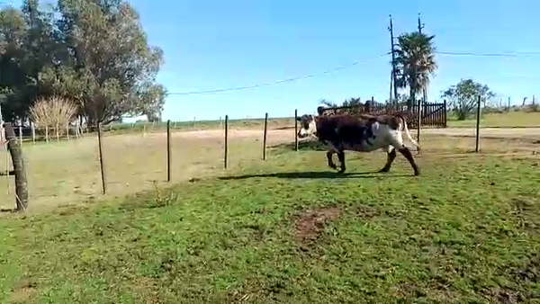 Lote Vacas de Invernada NORMANDO 400kg - , San José