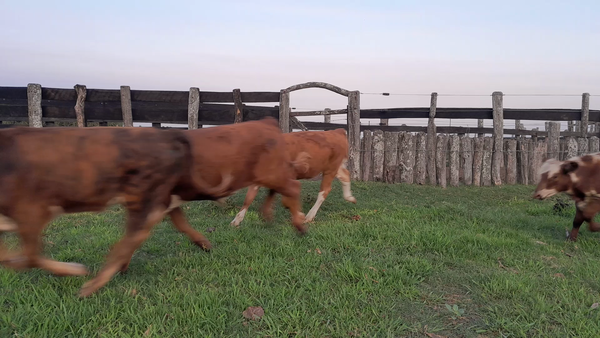 Lote 45 Terneros en Corrientes, Curuzú-Cuatiá