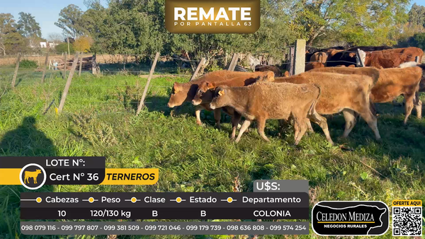 Lote 10 Terneros en La Horqueta, Colonia