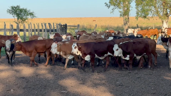 Lote 86 Terneros/as en Corrientes, Mercedes