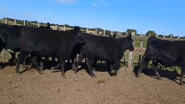 Lote (Vendido)10 Vaquillonas  AA 440kg -  en Soler