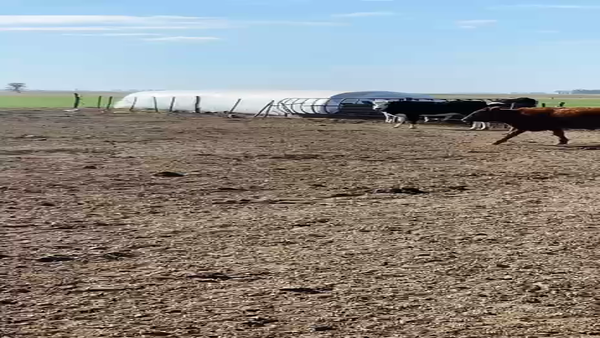 Lote 30 Terneros/as en Gral. Villegas