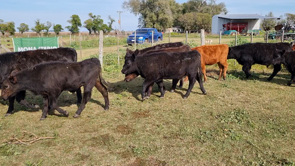 Lote 65 Terneras en 9 de Julio