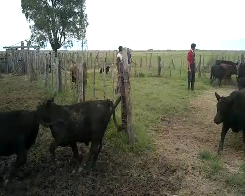 Lote 60 Terneros/as en Gral. Belgrano, Buenos Aires