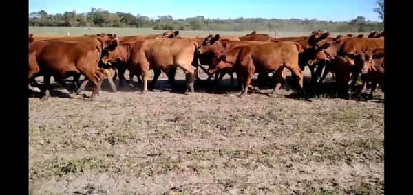 Lote 40 Vaquillonas en El Colorado, Formosa