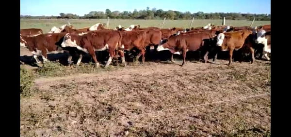 Lote 100 Terneras en El Colorado, Formosa