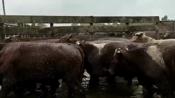 Lote 40 Novillo Gordo en Los Ángeles, VIII Región Biobío