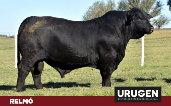 Lote PAQUETE 10 DOSIS