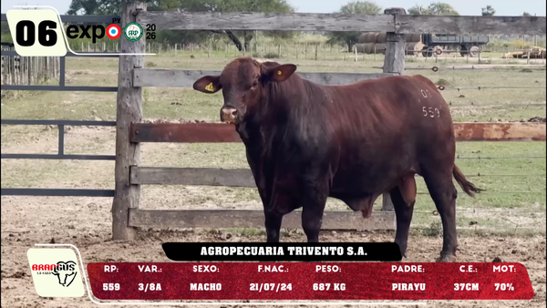 Lote LOTE 6