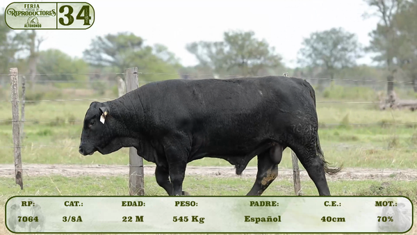 Lote LOTE 34