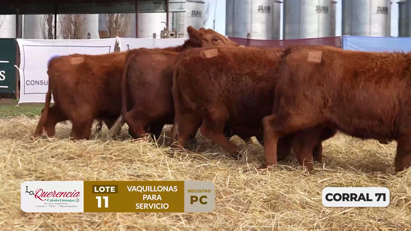 Lote VAQUILLONAS PC PARA SERVICIO