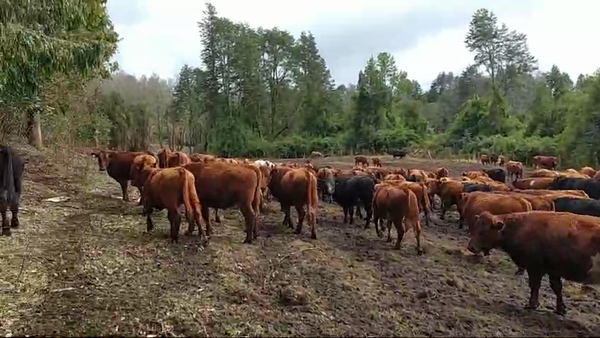 Lote 80 Novillo Engorda en Lago Ranco, XIV Región Los Ríos