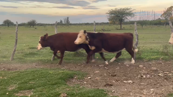 Lote 35 Vacas nuevas C/ gtia de preñez