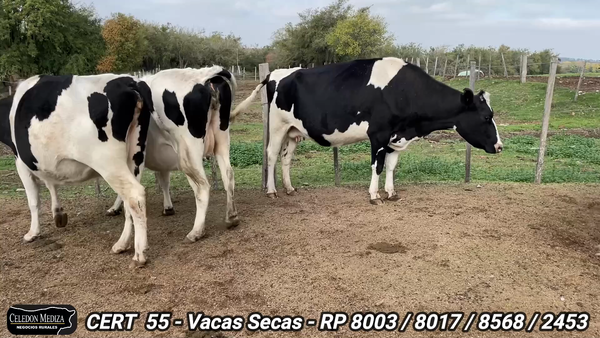 Lote 4 Vacas preñadas en Colonia