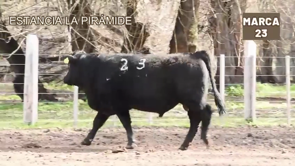 Lote 1 Toro