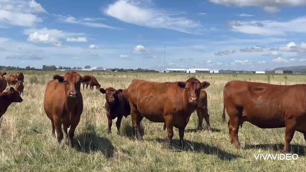 Lote 110 Terneros en Balcarce, Buenos Aires