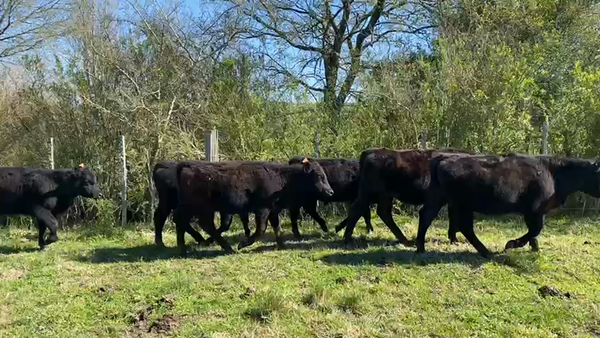 Lote 9 Terneros y Terneras ANGUS 207kg - , San José