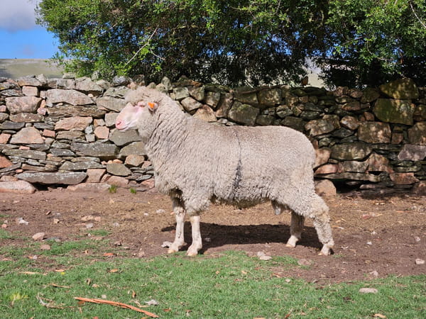 Lote (Vendido)Carneros, Lavalleja