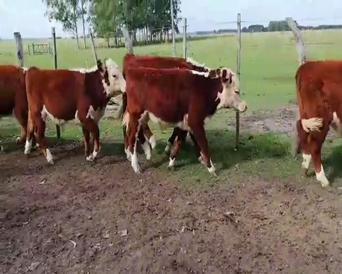 Lote 75 Terneros en Concordia, Entre Ríos