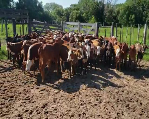 Lote 80 Terneros/as en Lomas de Vallejos, Corrientes