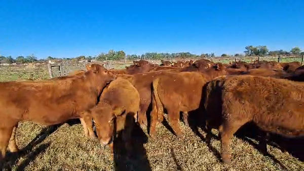Lote 74 Terneros