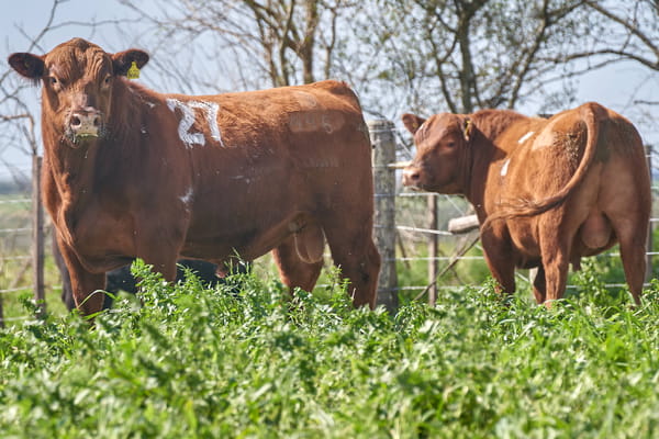 Lote "ME KEN" TOROS P.C