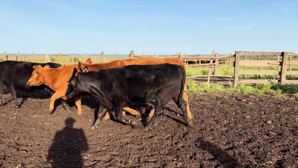 Lote VACAS DE INVERNADA