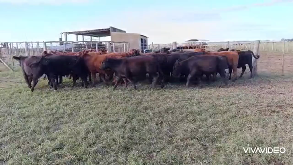 Lote 25 Terneros