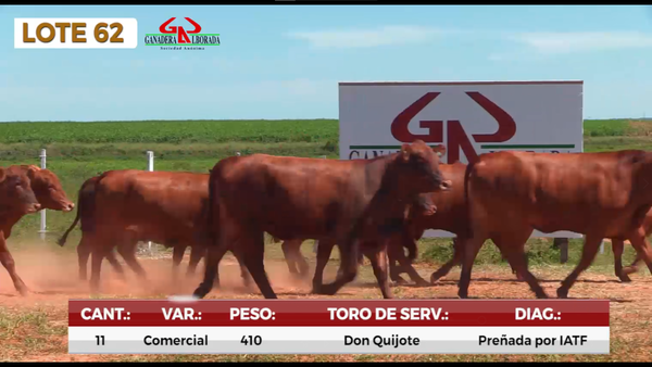 Lote LOTE 62