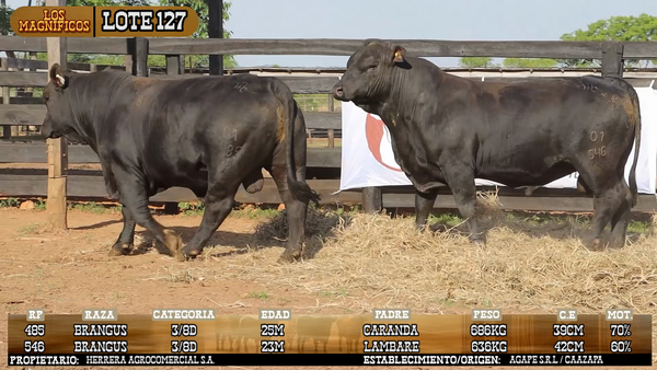 Lote LOTE 127 - VIVO