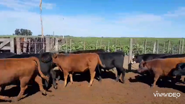 Lote 90 Terneros/as en Trenque Lauquen, Buenos Aires