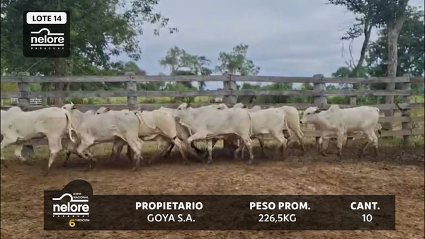 Lote LOTE 14
