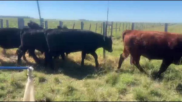 Lote NOVILLOS 1 A 2 AÑOS