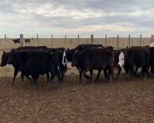 Lote 51 Novillitos y Vaquillonas de 255Kg en Pila, Buenos Aires