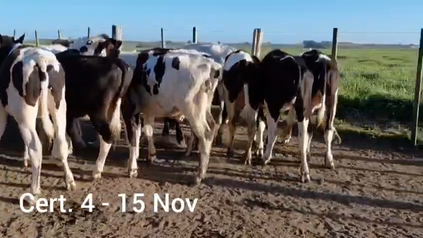 Lote TERNEROS