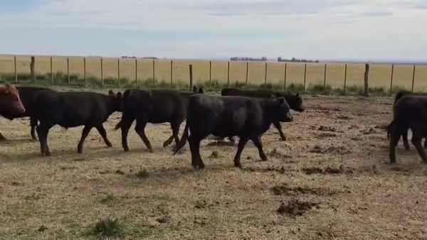 Lote 60 Novillitos y vaquillonas