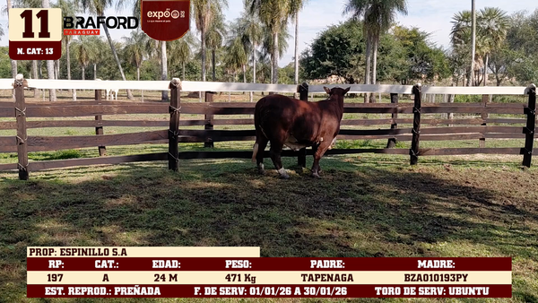 Lote LOTE 11