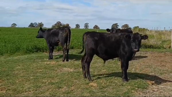 Lote 3 Terneros y Terneras CRUZAS/ ANGUS 220kg -  en LA CASILLA