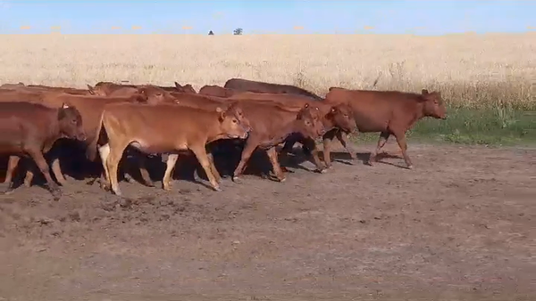 Lote (Vendido)27 Terneras BRA/ AA/ LIM 225kg -  en VIBORAS Y VACAS