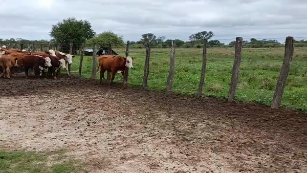 Lote 69 Novillitos