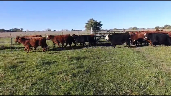 Lote 30 Terneros