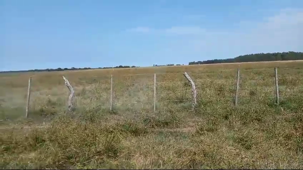 Lote 32 Vacas de invernar en Corrientes, Goya