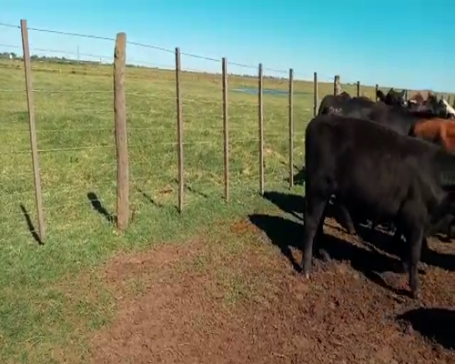 Lote 18 Novillitos y vaquillonas en Salazar, Buenos Aires
