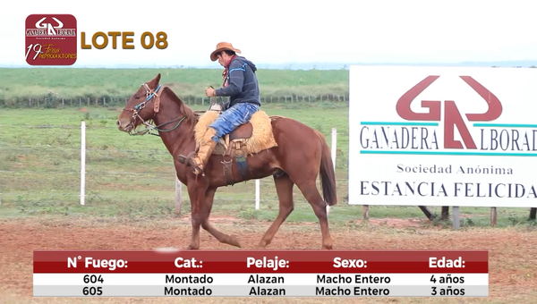Lote Reproductores de Alborada - Lote 8
