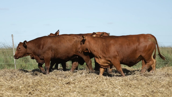 Lote Vaquilla Preñada