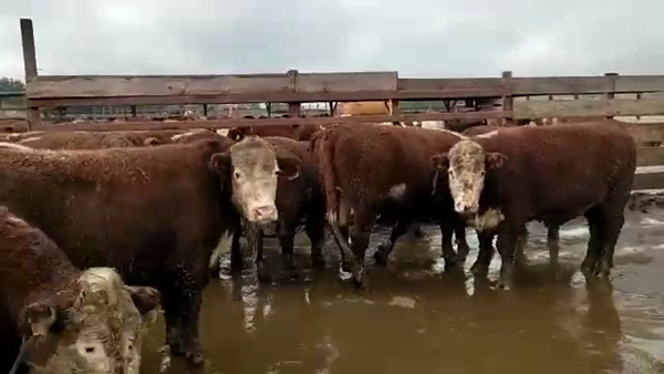 Lote 38 Novillo Gordo en Los Ángeles, VIII Región Biobío