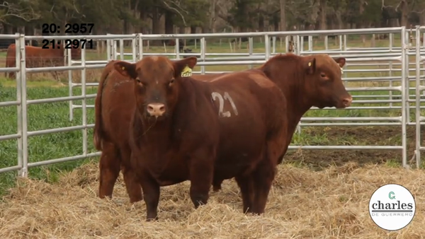 Lote TOROS PUROS CONTROLADOS